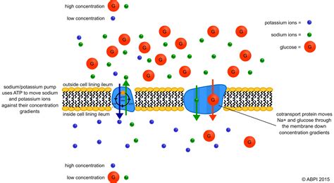 Active transport across cell membranes