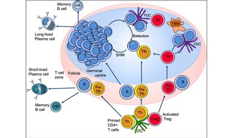 Pathways to antibody production. The germinal centre (GC) is initiated ...