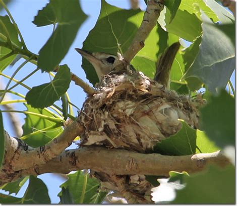 Backyard Bird Cam - Warbling Vireo on the nest - fledgling