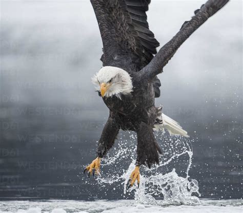 Bald eagle (Haliaeetus leucocephalus) catching fish stock photo