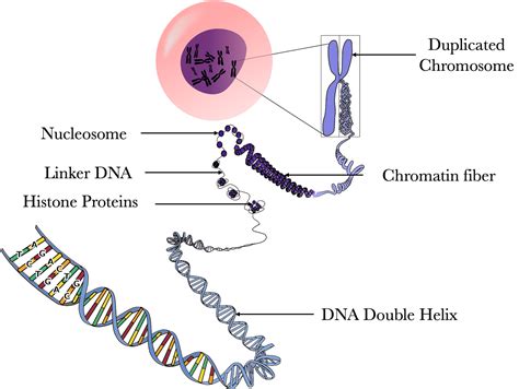 chromosome - DrBeckmann