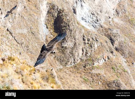 Flying condor over Colca canyon,Peru,South America. This is a condor ...