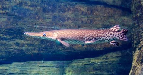 Longnose Gar Fish Facts | Lepisosteus osseus | AZ Animals