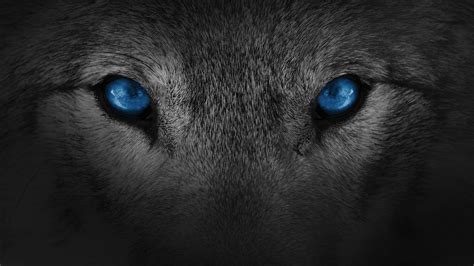 Wolf Eyes Wallpapers Top Free Wolf Eyes Backgrounds W - vrogue.co