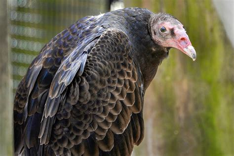 Turkey Vulture | The Maryland Zoo