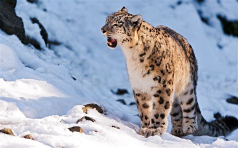 Pin by Deepmoe Z on SnowLepord | Snow leopard, Wild cats, Animal wallpaper