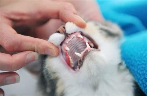 Do Kittens Bleed When They Lose Teeth? - Pet Spruce