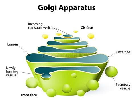 Definition of golgi apparatus