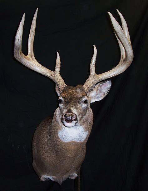 At one time world record 8 point I mounted. | Big deer, Deer pictures ...