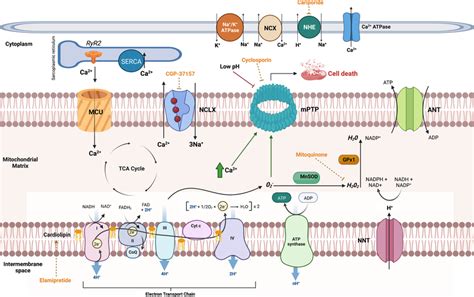 Overview of mitochondrial function including ATP generation, redox ...