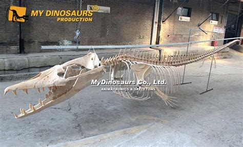 Full Fossil of Prehistoric Whale Basilosaurus Skeleton