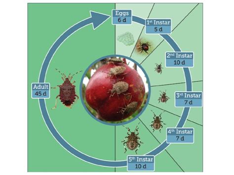 Brown Marmorated Stink Bug | Piedmont Master Gardeners