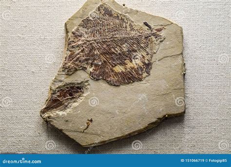 Fossils Of Ancient Fish Editorial Photo | CartoonDealer.com #151066719