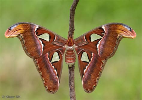 Butterflies of Singapore: The Atlas Moth Chronicles - Episode 1