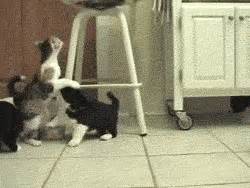 Cat dog animals GIF - Find on GIFER