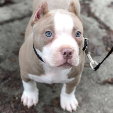 List 104+ Pictures Pictures Of Baby Pitbulls Excellent