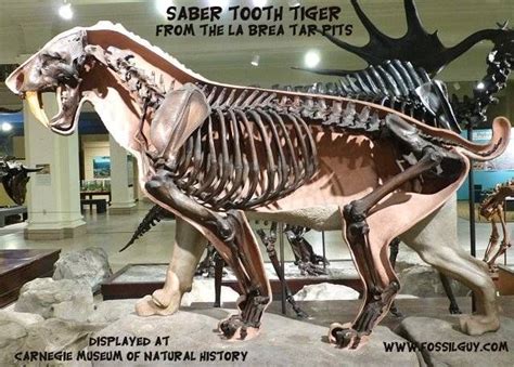 fossil saber tooth cat from the la brea tar pits in Los Angeles. - It ...