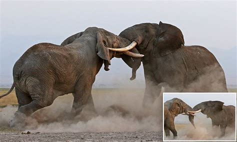 Bull elephants fight for herd supremacy in Kenyan national wildlife ...