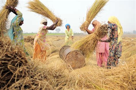 Female farmers in India feed their families despite devastating climate ...