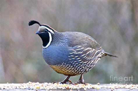 Male California Quail Photograph by Sean Griffin