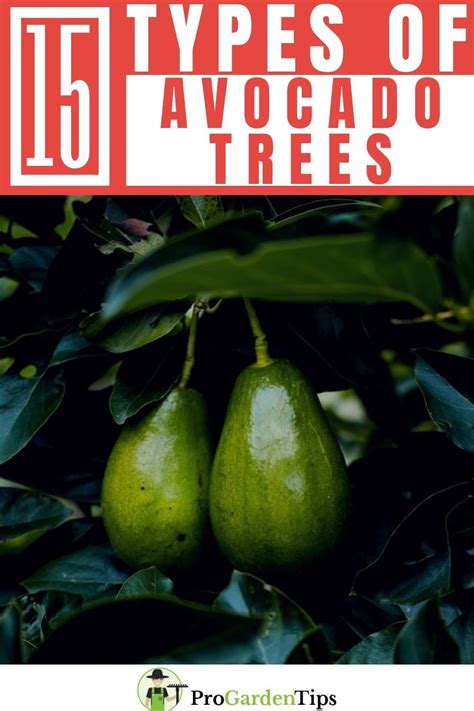 15 Great Types of Avocado Trees - ProGardenTips | Avocado tree, Growing ...