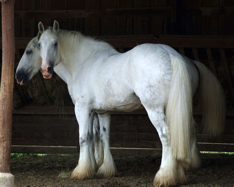 Shire Horse - The Livestock Conservancy