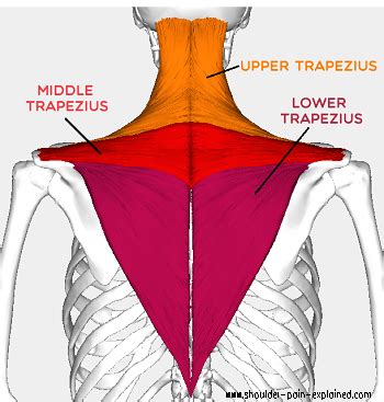 Lower Trapezius Stretches