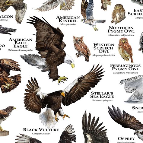 Birds of Prey of the United States Poster/field Guide - Etsy Canada ...