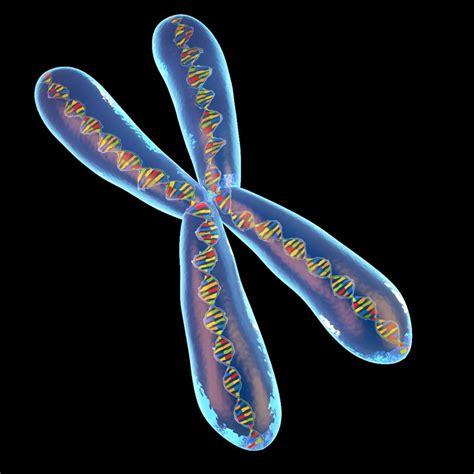 chromosome 3d model