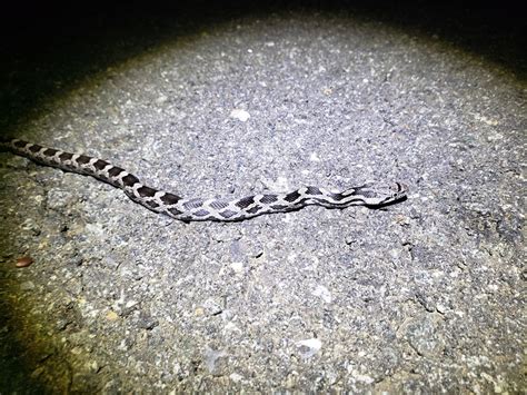 Eastern Ratsnake in September 2022 by Sam · iNaturalist