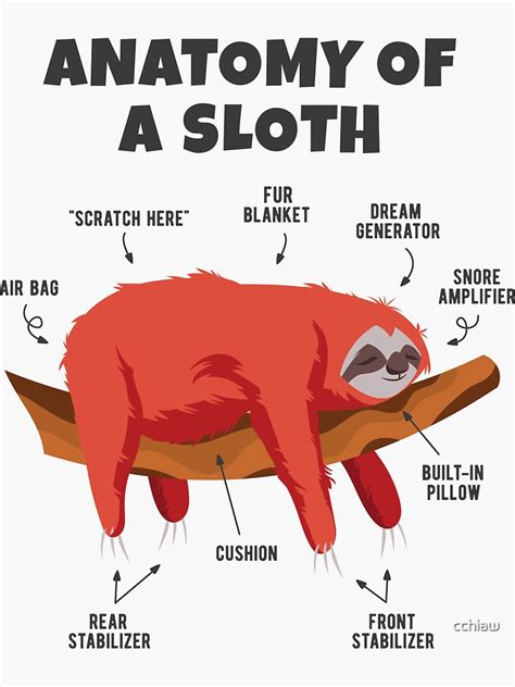 "Anatomy of a Sloth" Sticker by cchiaw | Redbubble