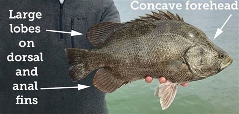 Fish Rules - Tripletail in FL State + Fed Waters