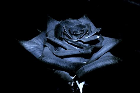 Black Rose Wallpaper HD Free Download