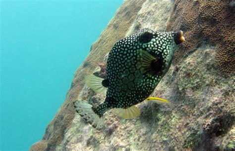 Smooth trunkfish | Project Noah