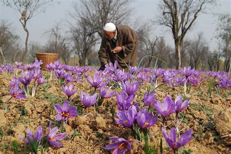 Saffron fields, Pampore-Kashmir pix MEHRAJ BHAT | Saffron flower ...