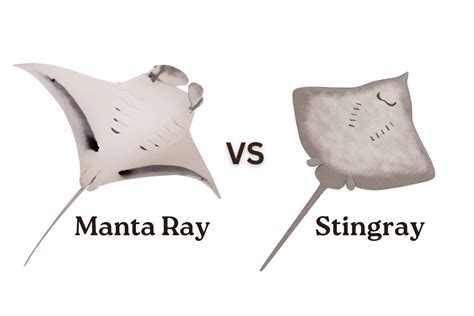 Manta Ray vs. Stingray: What’s the Difference?