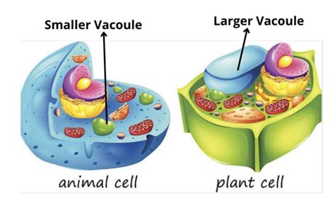 Vacuoles and Vesicles - Definition, Structure, and Functions