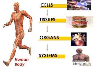 Cells, Tissues, Organs and Organ Systems | Human body systems, Body ...