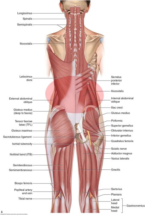 Lower Leg Muscles Tendons And Ligaments : Knee & Lower Leg | Efferisect