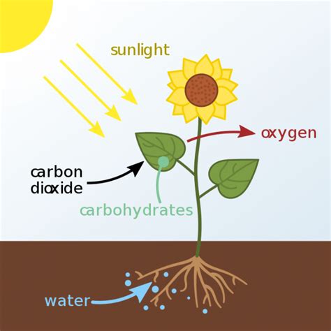 Kingdom Plantae: Characteristics And Examples - Science Trends