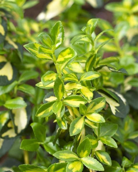 Evergreen Euonymous Selection - Pack of FOUR euonymus Plants