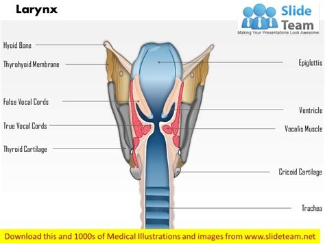 Larynx medical images for power point