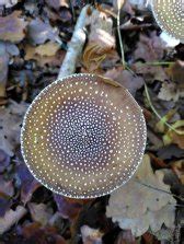 Panther Cap (Amanita pantherina): Identification, Look-Alikes, Benefits ...