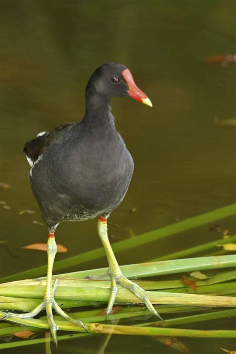 Common Moorhen - Media Literacy Clearinghouse