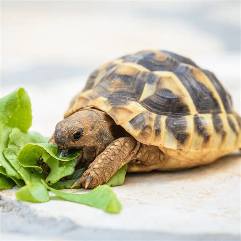 What Is The Perfect Pet Turtle?