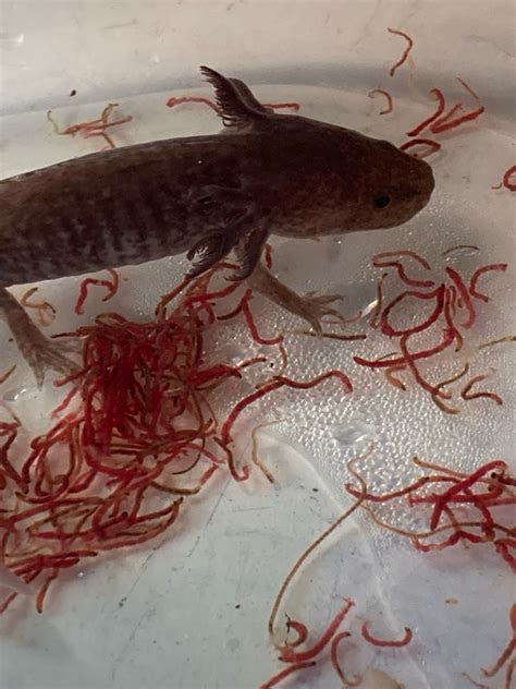 Weird axolotl eating habits? | Caudata.org: Newts and Salamanders Portal