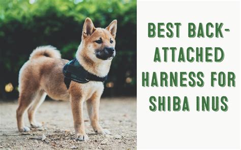 Best Back Attached Harnesses For Shiba Inus - My First Shiba Inu