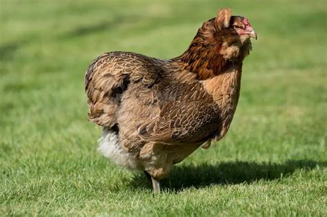 Araucana Chicken - Breed Facts, Eggs, Colors & More