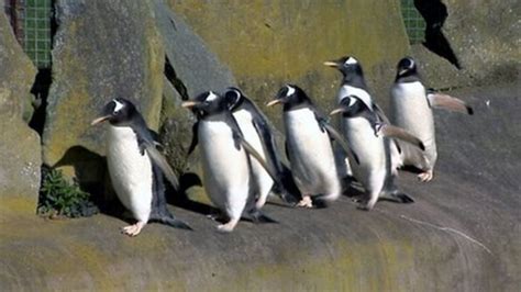 Penguins move to a new home in Edinburgh Zoo - BBC News