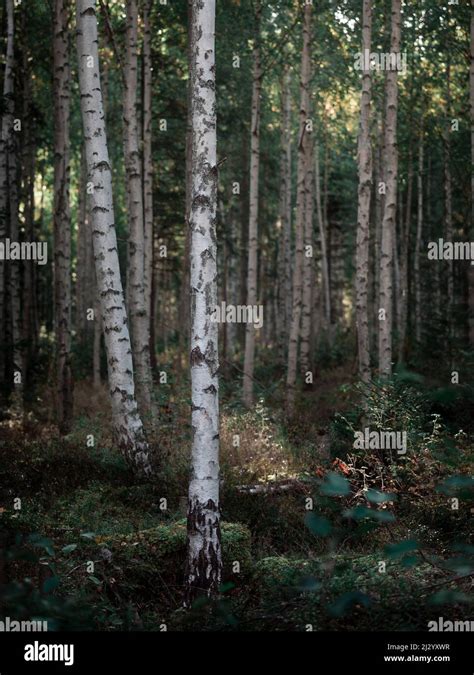 Birch trees in the forest at Lake Siljan in Dalarna, Sweden Stock Photo ...